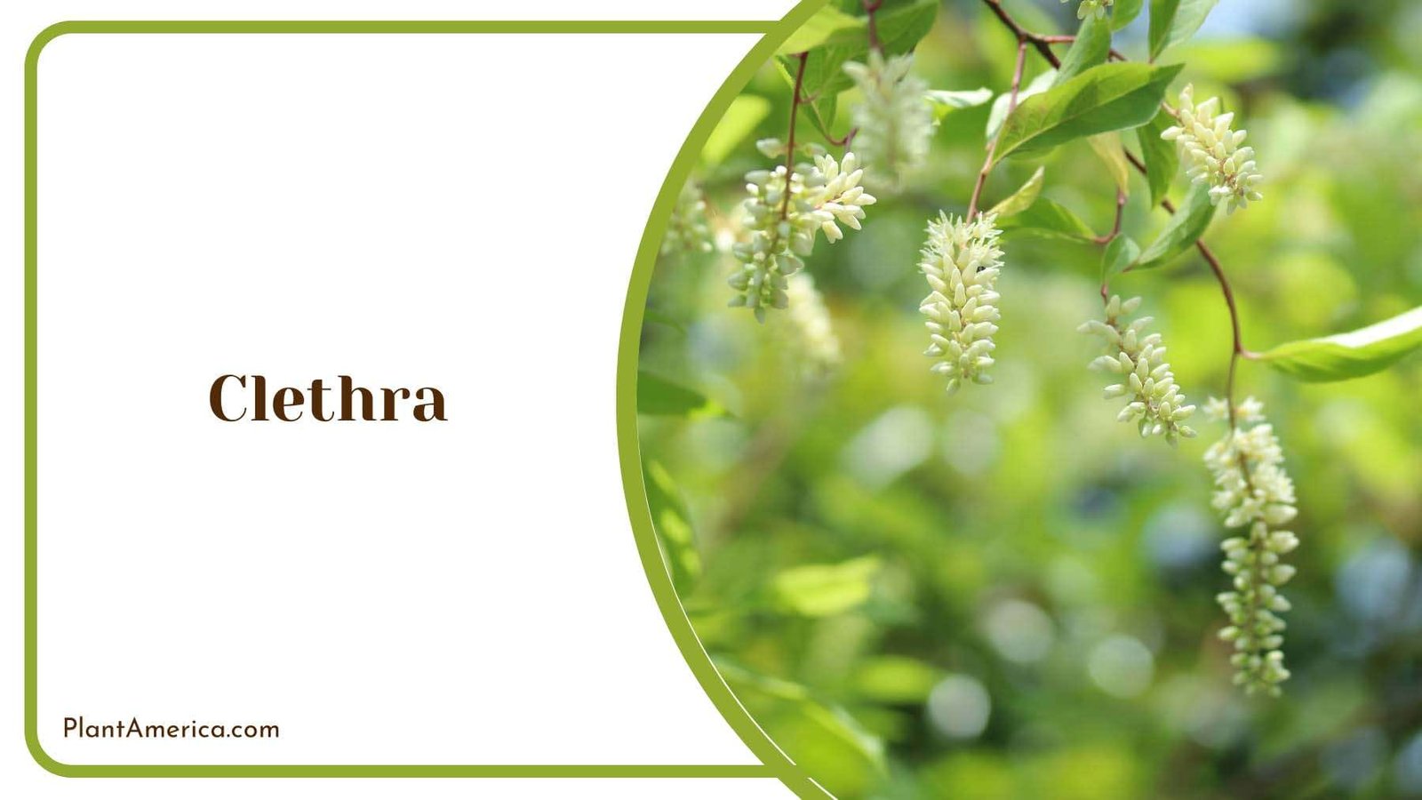 Clethra Tiny Flowers With Green Leaves Plant America Clethra Tiny Flowers With Green Leaves Plant America