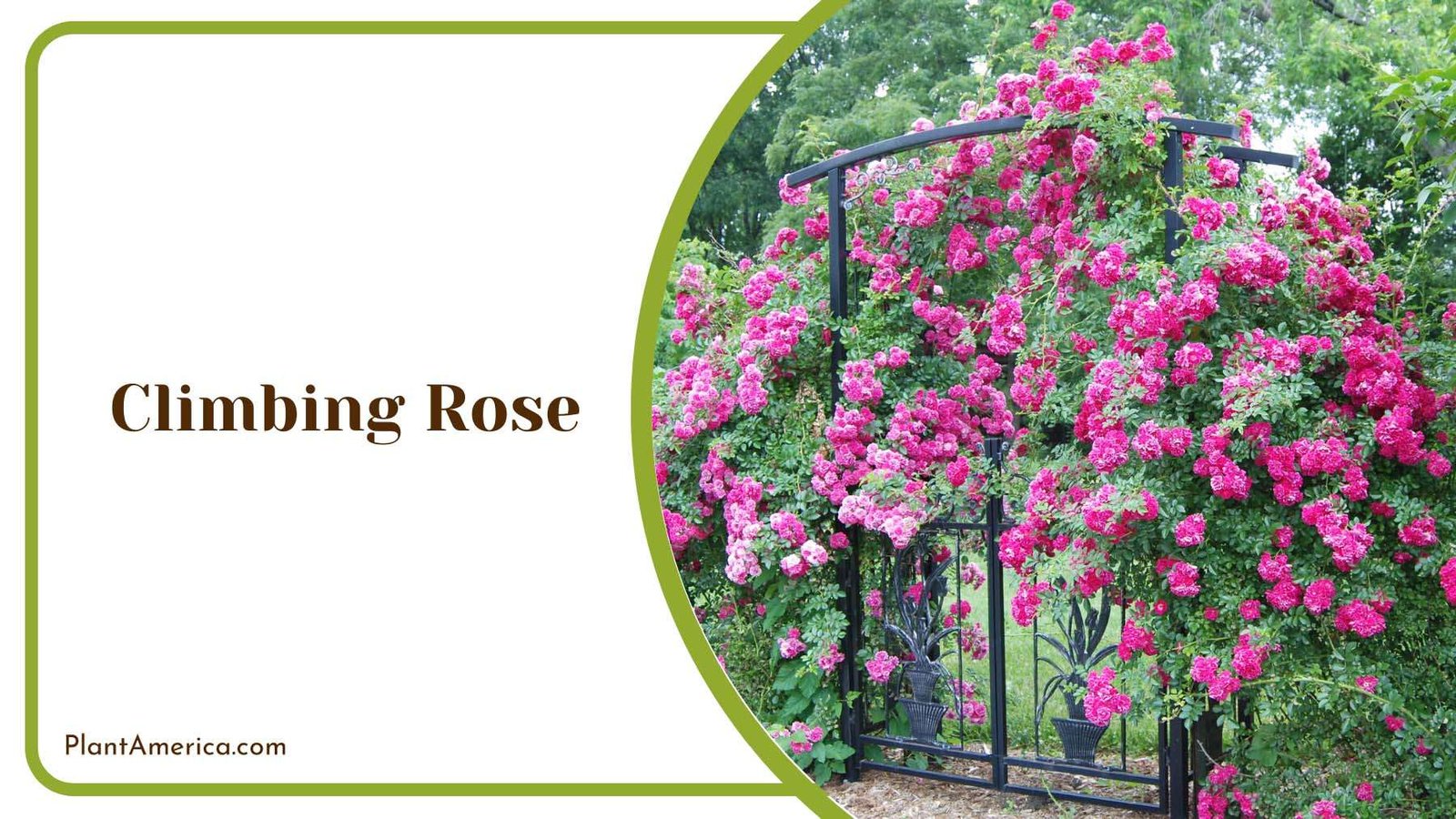 Climbing Rose On A Fence Plant America