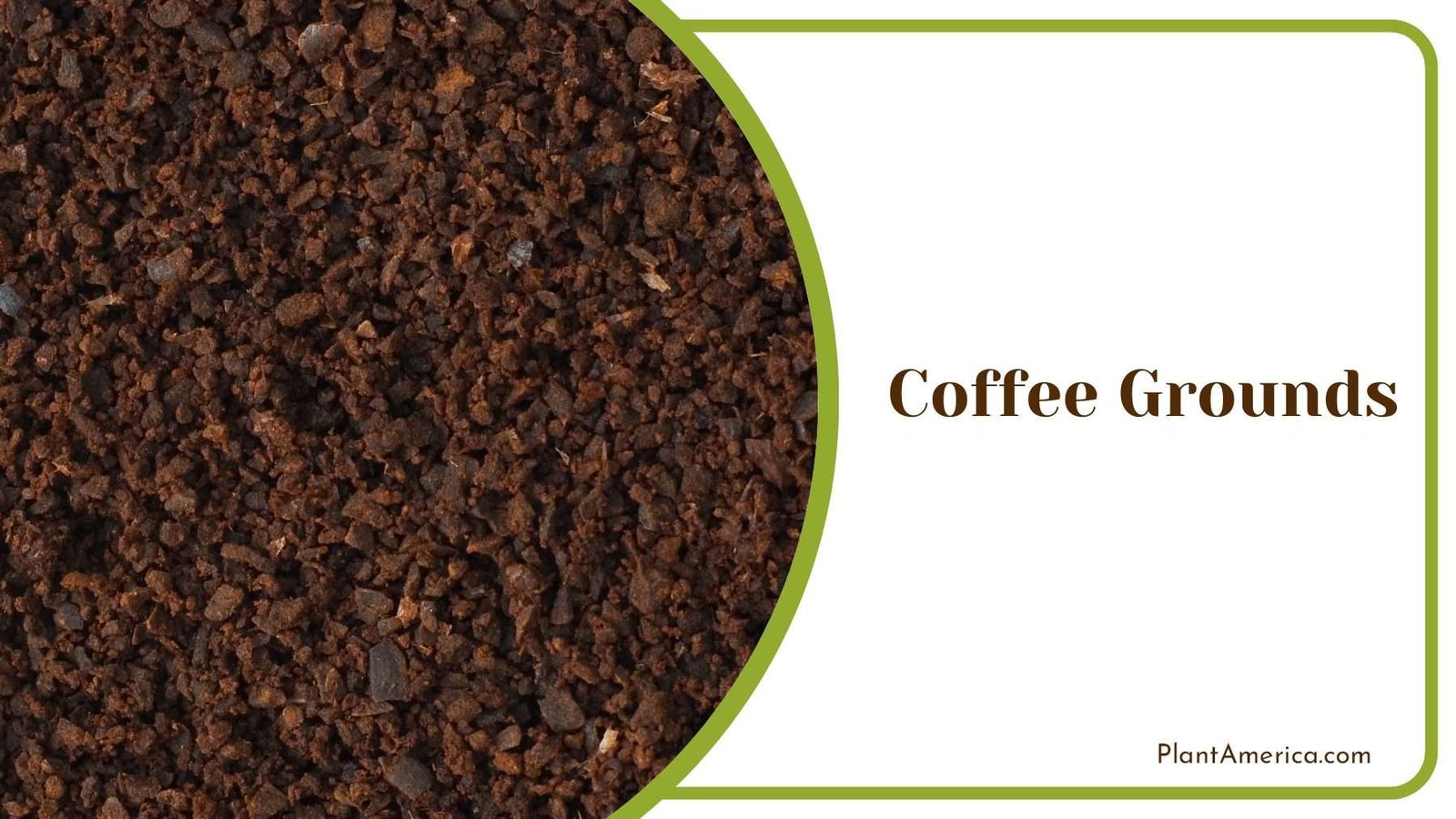 Coffee Grounds Boost Gardening Plantamerica