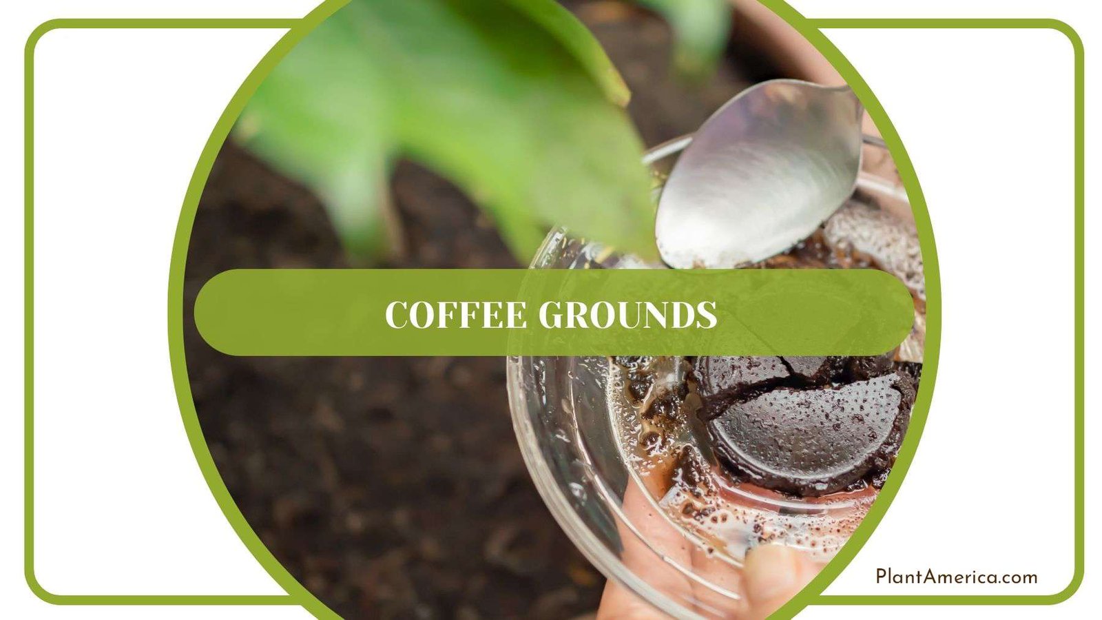 Coffee Grounds to Grow Plants Plant America