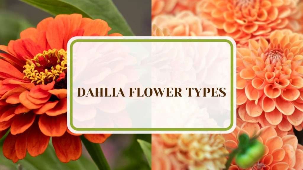 Flower visual data 7