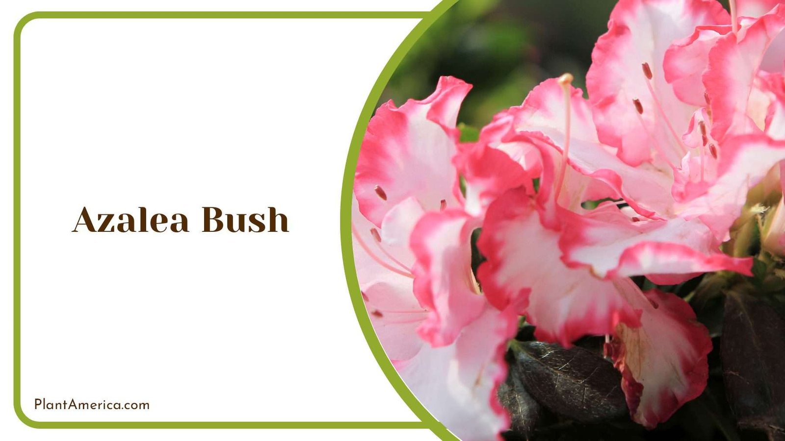 Colorful Azalea Bush Plant America