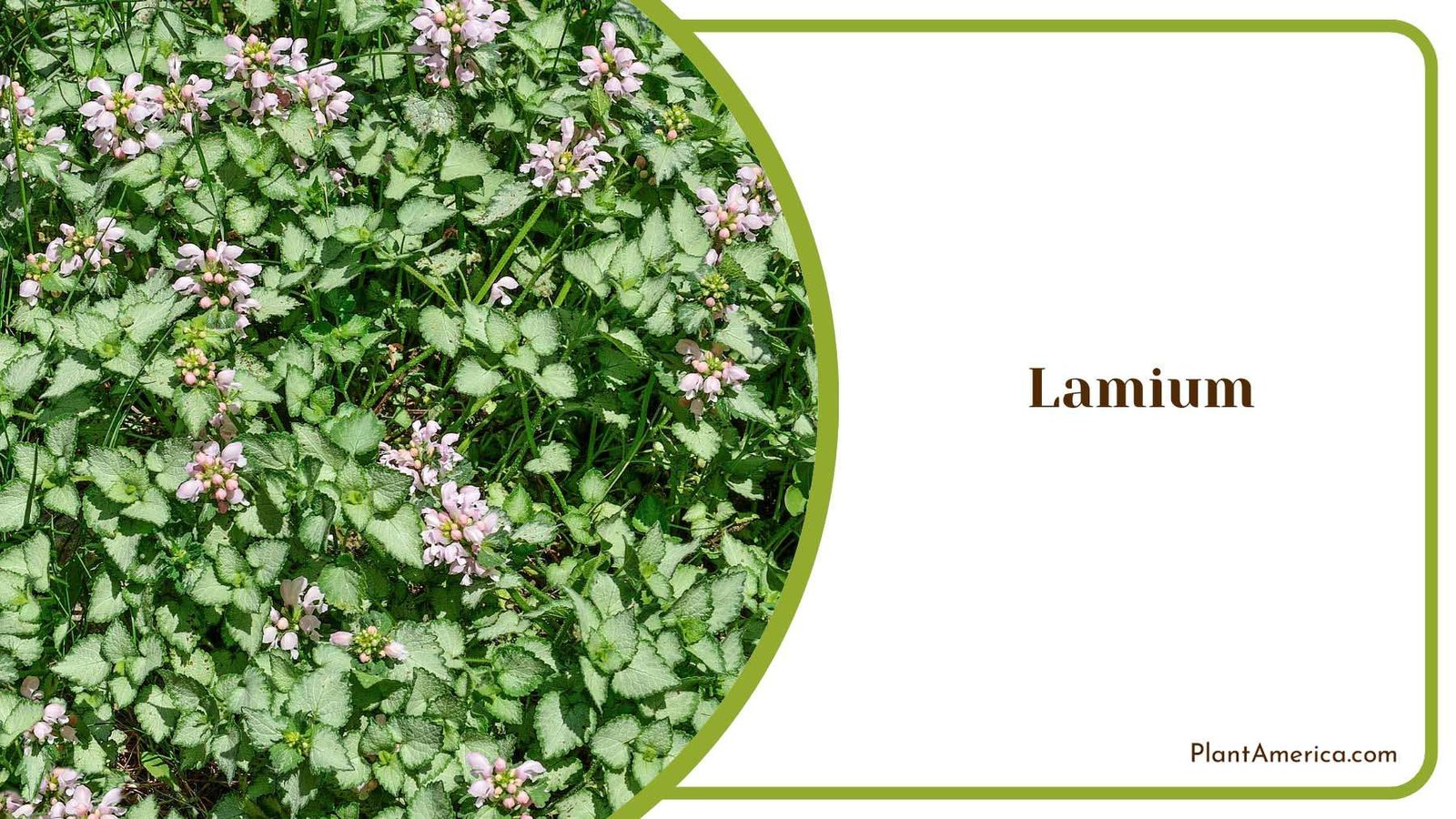Colorful Beauty Lamium Plant America