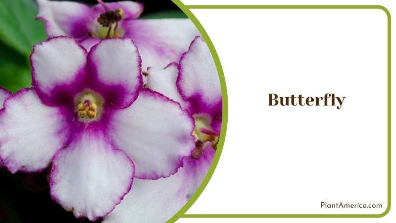 Colorful Butterfly Violet Flowers Plant America