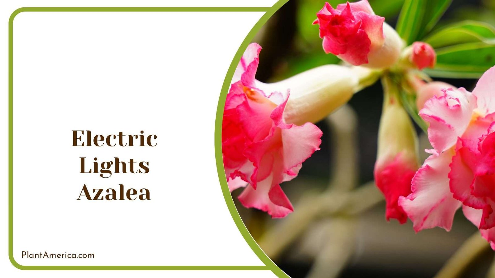 Colorful Electric Lights Azalea
