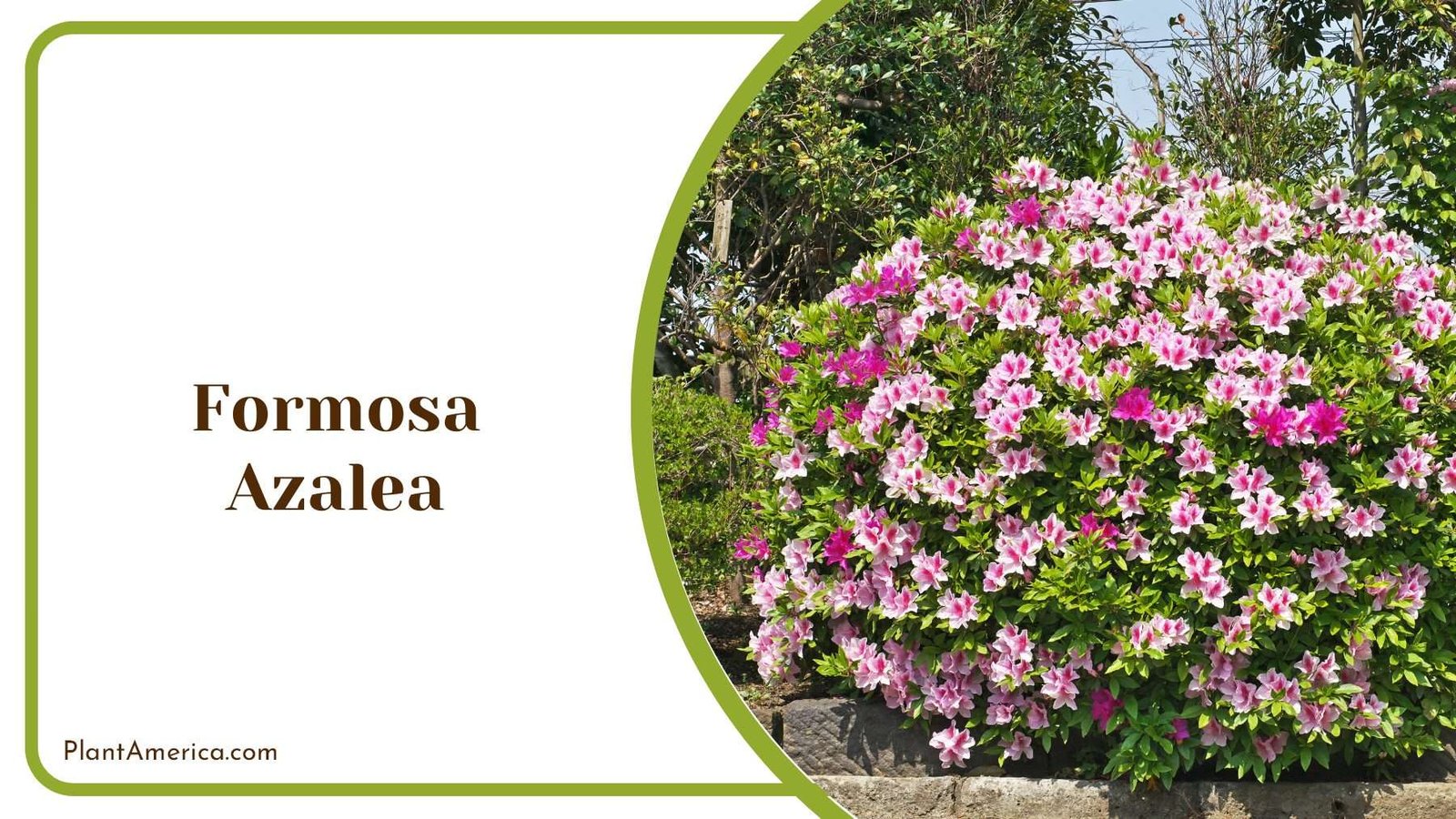 Colorful Formosa Azaleas Plant America