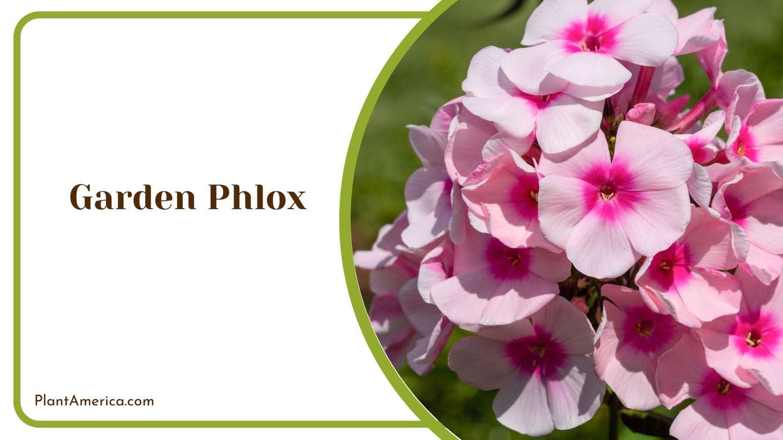 Colorful Garden Phlox Plant America