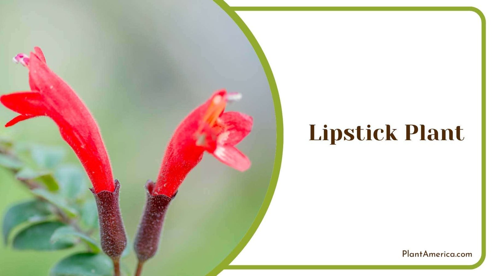Colorful Lipstick Plant Botanical Splendo Plant America