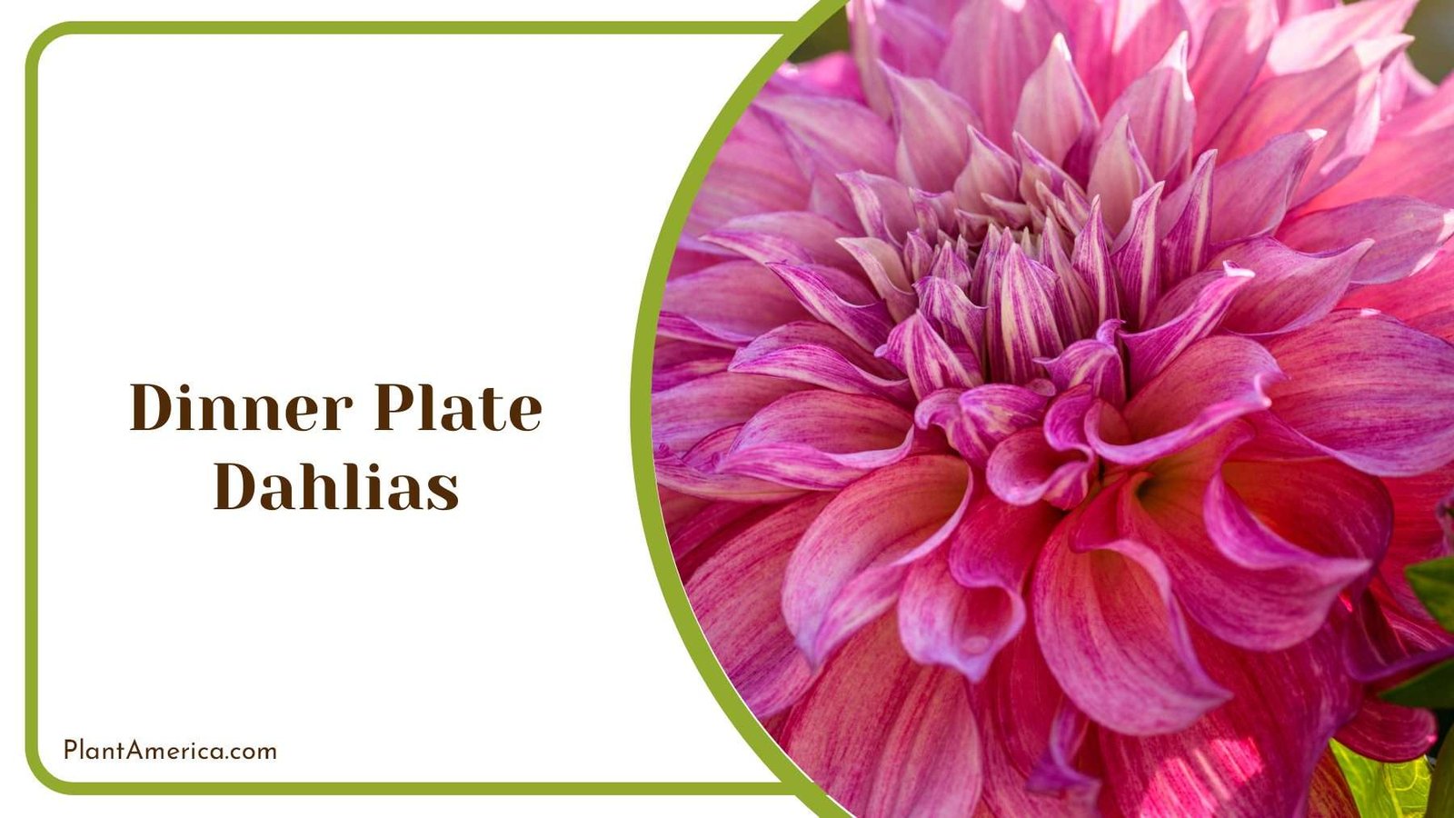 Colorful Pink Dinner Plate Dahlias PlantAmerica