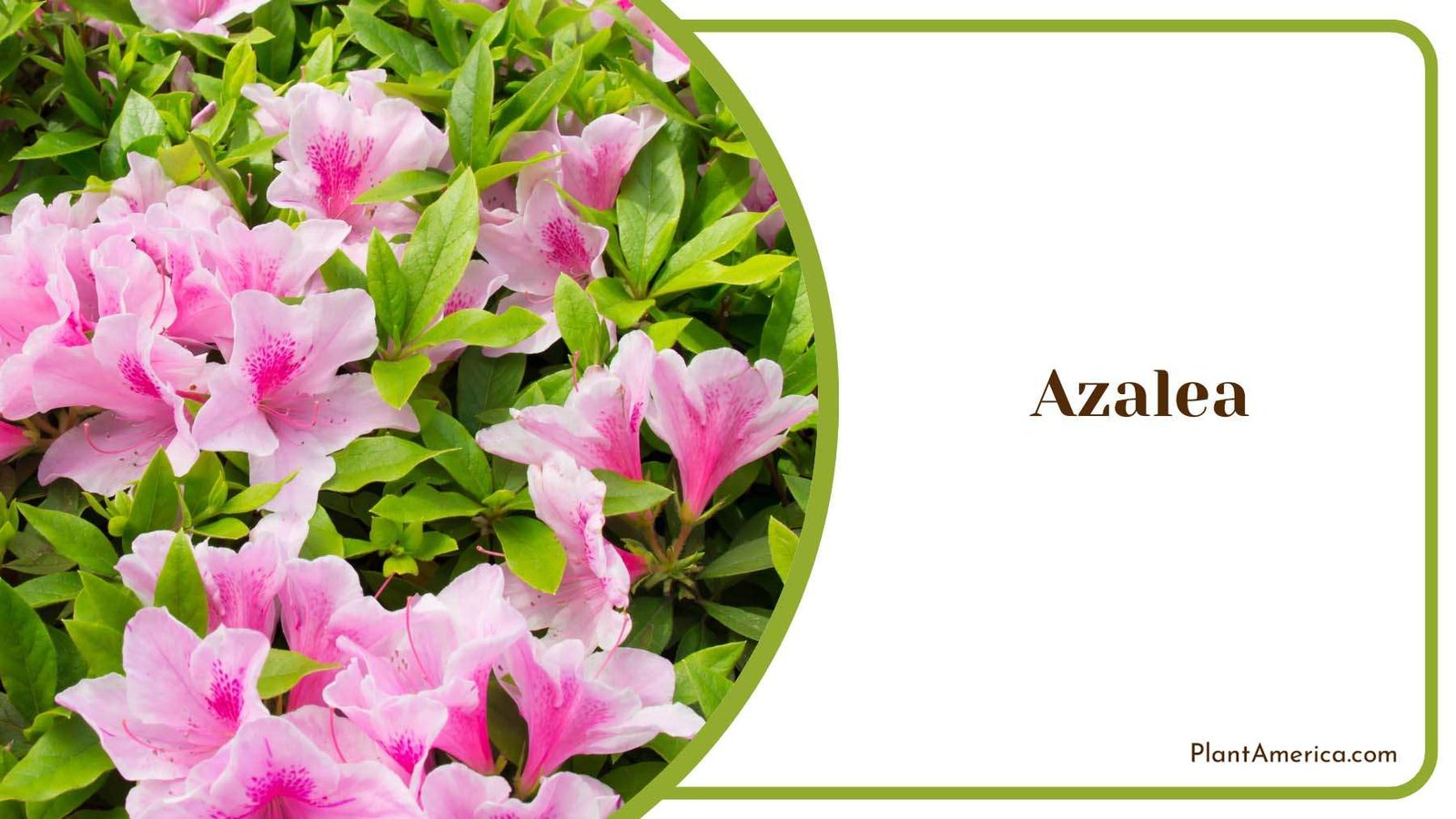 Colorful Pink Flowering Azalea Blooms Plant America