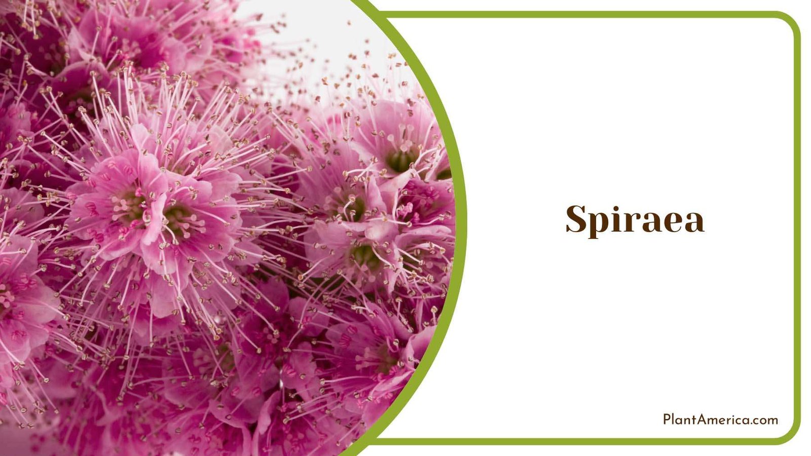 Colorful Pink Spiraea Flowers Plant America