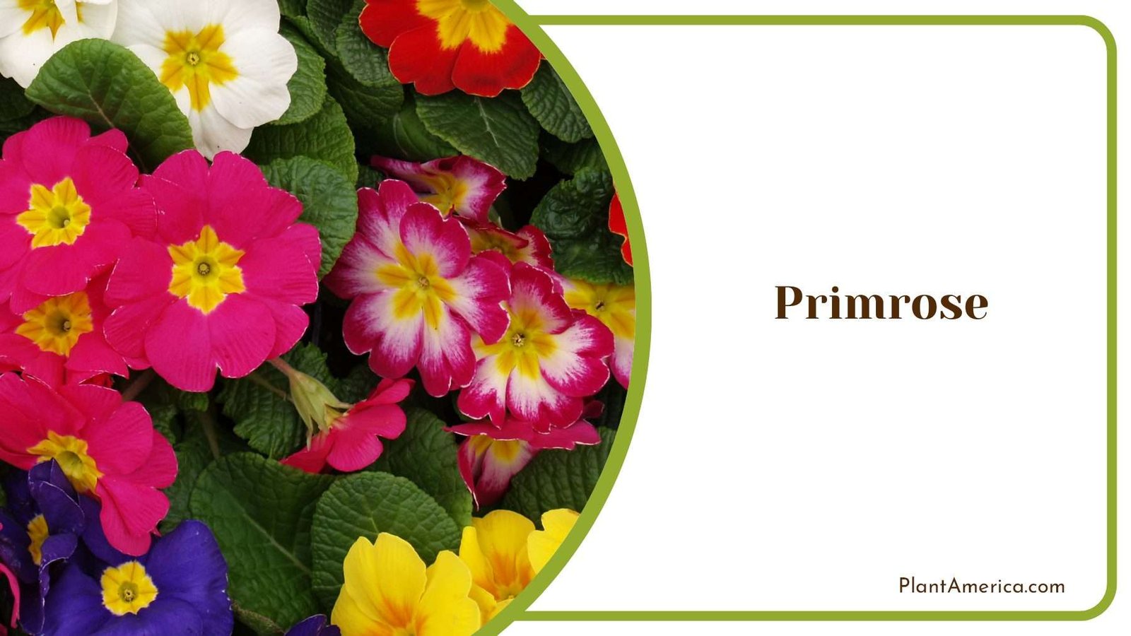 Colorful Primroses Garden Beauty PlantAmerica