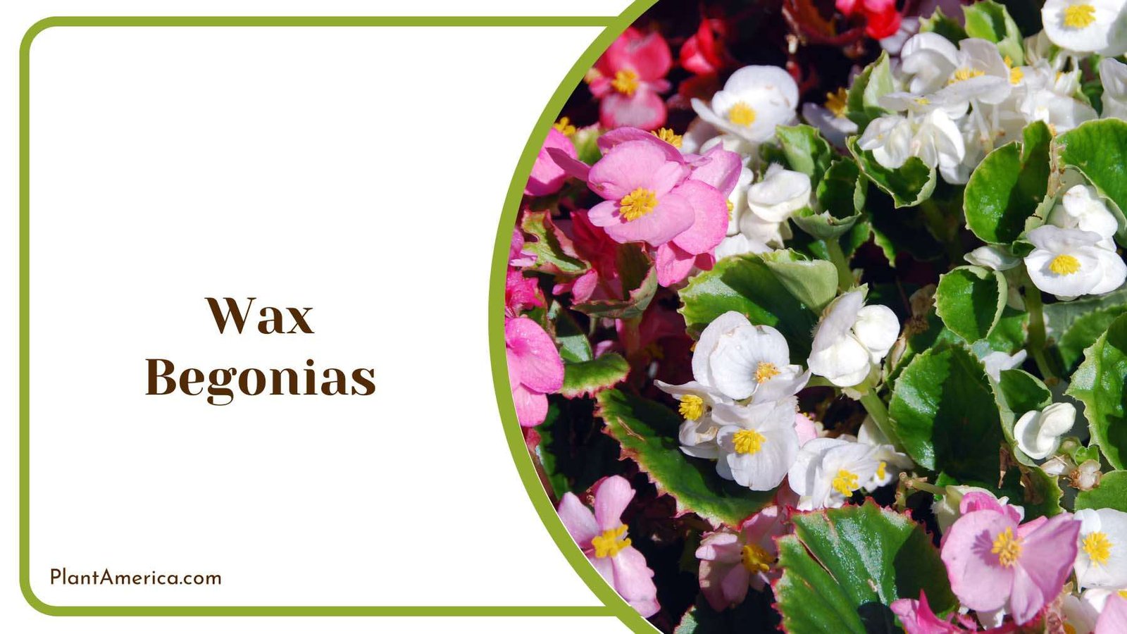 Colorful Wax Begonias Plant America