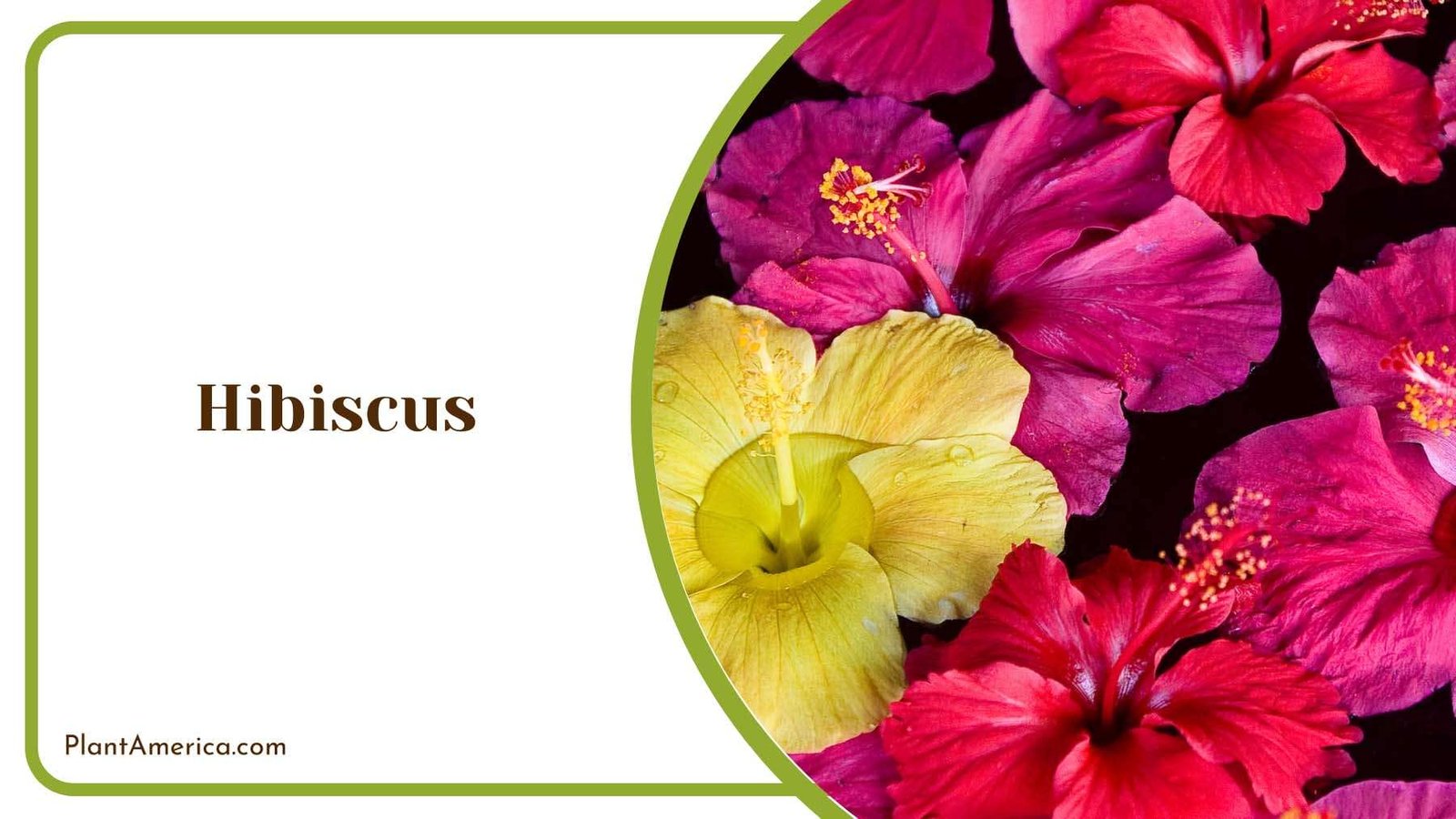 Colourful Hibiscus Flowers Plant America Colourful Hibiscus Flowers Plant America