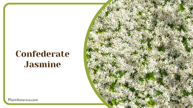 Confederate Tiny Jasmine Plant America