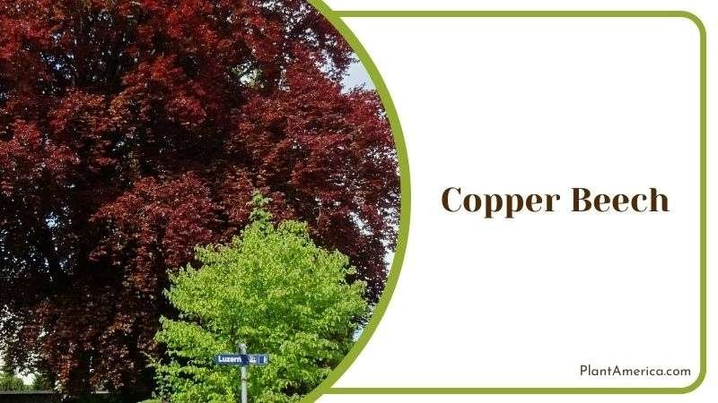 Copper Beech Detailed Care Plant America Copper Beech Detailed Care Plant America