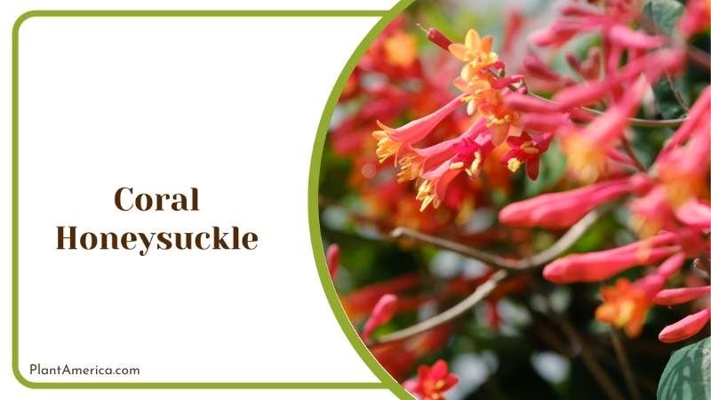 Coral Red Honeysuckle Plant America