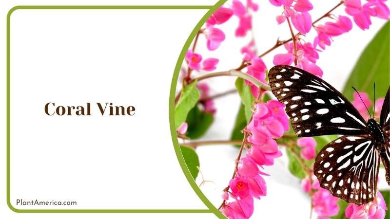 Coral Vine Nature s Plant America