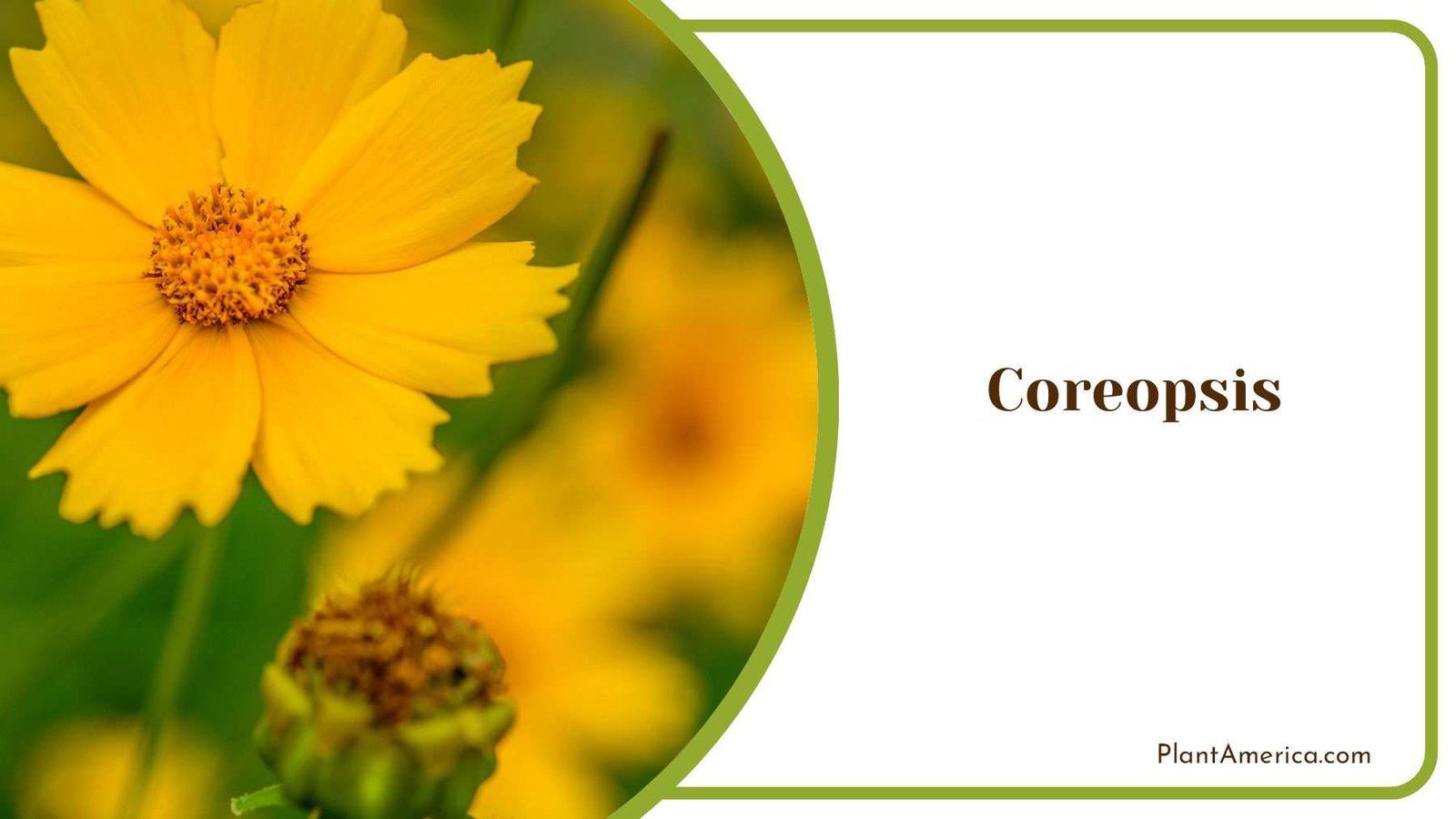 Coreopsis Botanical Delight PlantAmerica