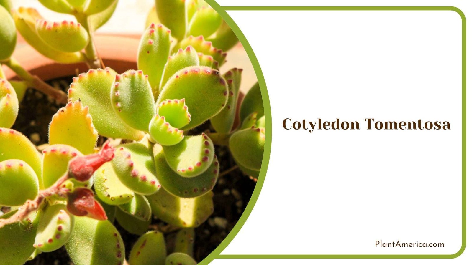 Cotyledon Tomentosa Beauty Plant America Cotyledon Tomentosa Beauty Plant America
