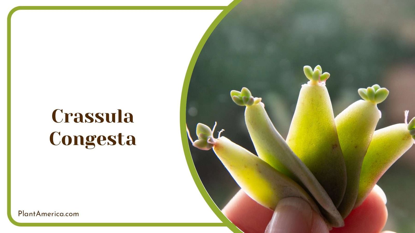 Crassula Congesta A Unique Succulent Plant America Crassula Congesta A Unique Succulent Plant America