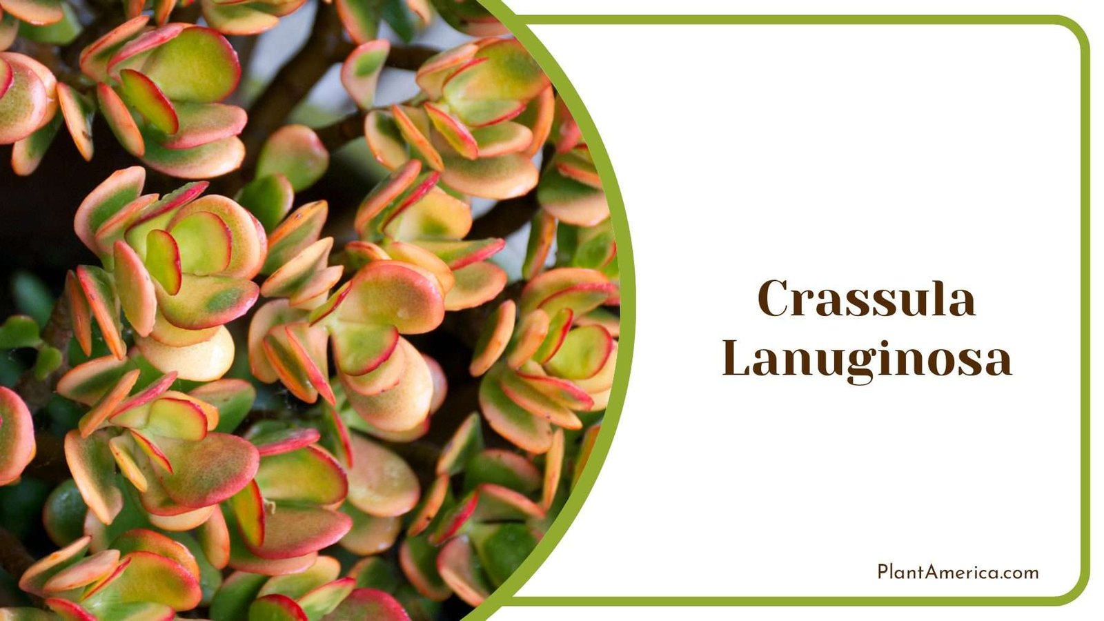 Crassula Lanuginosa Red Colourful Leaves Plant America Crassula Lanuginosa Red Colourful Leaves Plant America