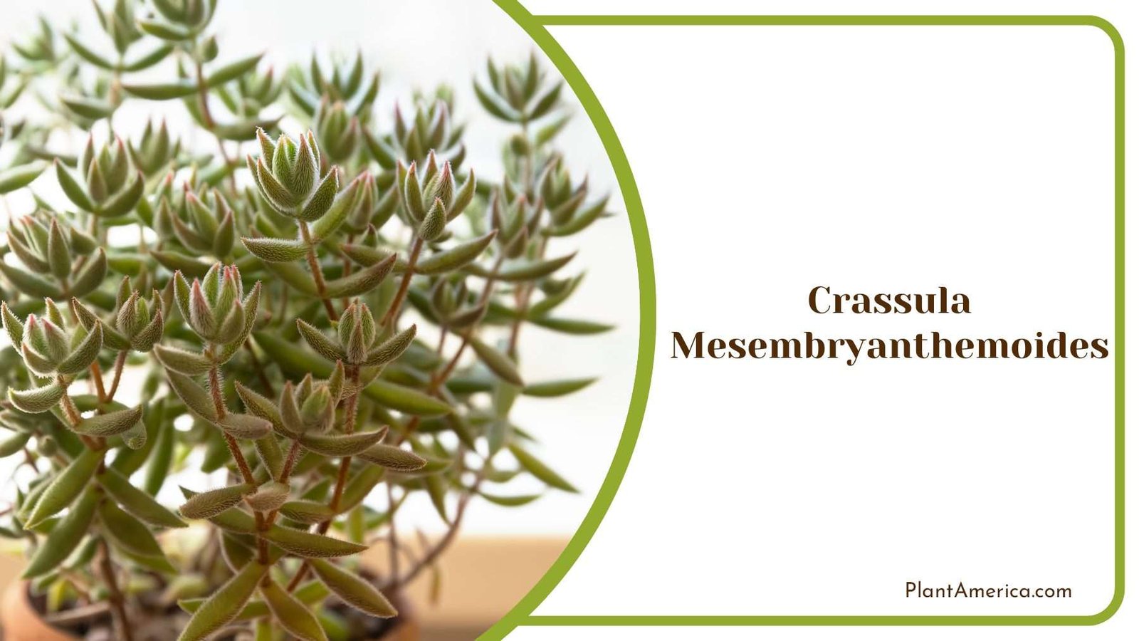 Crassula Mesembryanthemoides Tiny Leaves Plant America Crassula Mesembryanthemoides Tiny Leaves Plant America