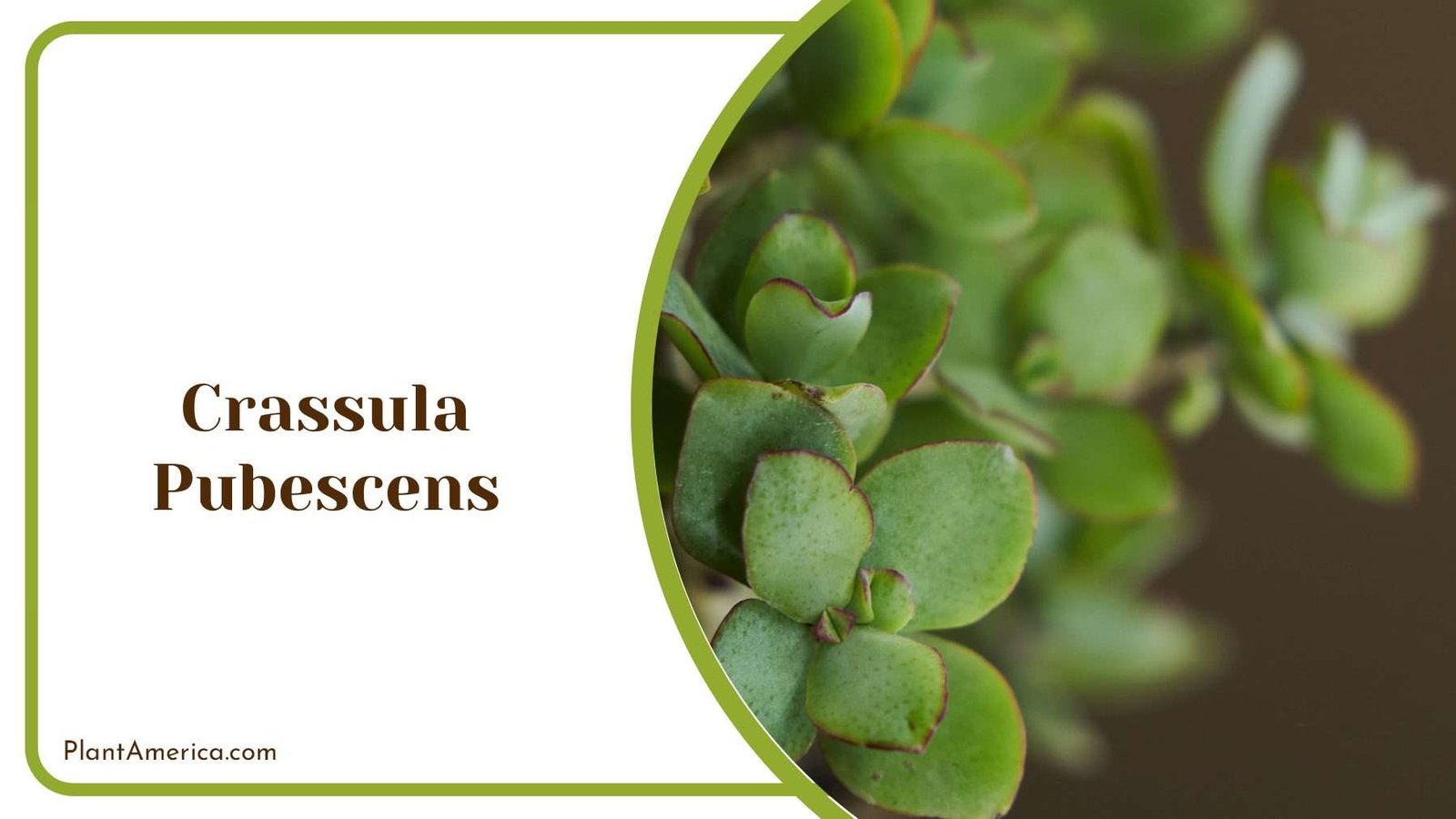 Crassula Pubescens Unique Succulent Leaves Plant America Crassula Pubescens Unique Succulent Leaves Plant America