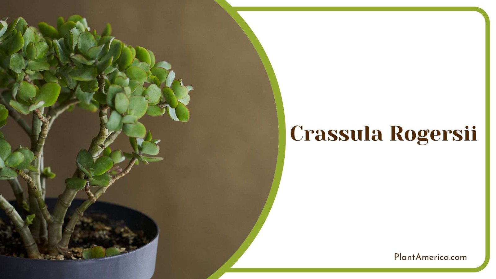 Crassula Rogersii Green Tiny Leaves Plant America Crassula Rogersii Green Tiny Leaves Plant America