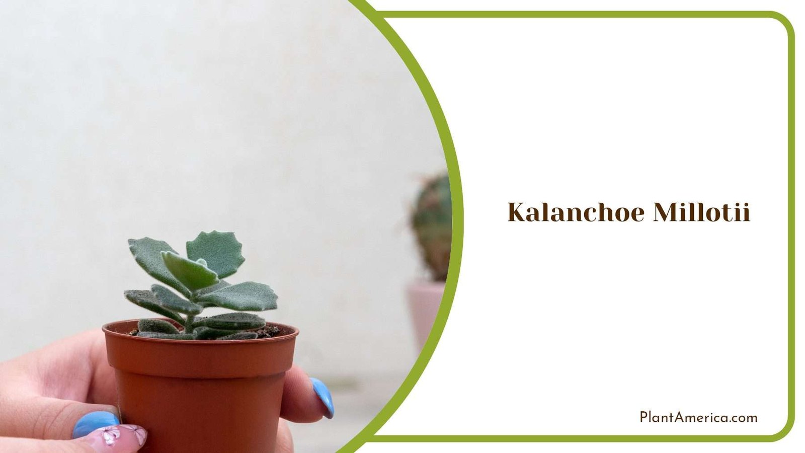 Creating A Colorful And Relaxing Indoor Atmosphere Plant America Creating A Colorful And Relaxing Indoor Atmosphere Plant America