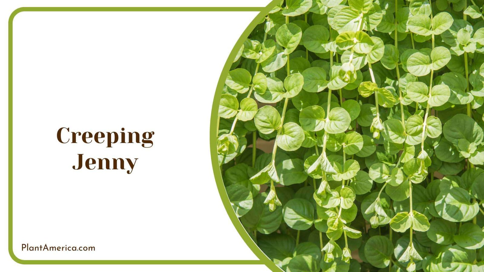 Creeping Jenny Fence Cover Plant America