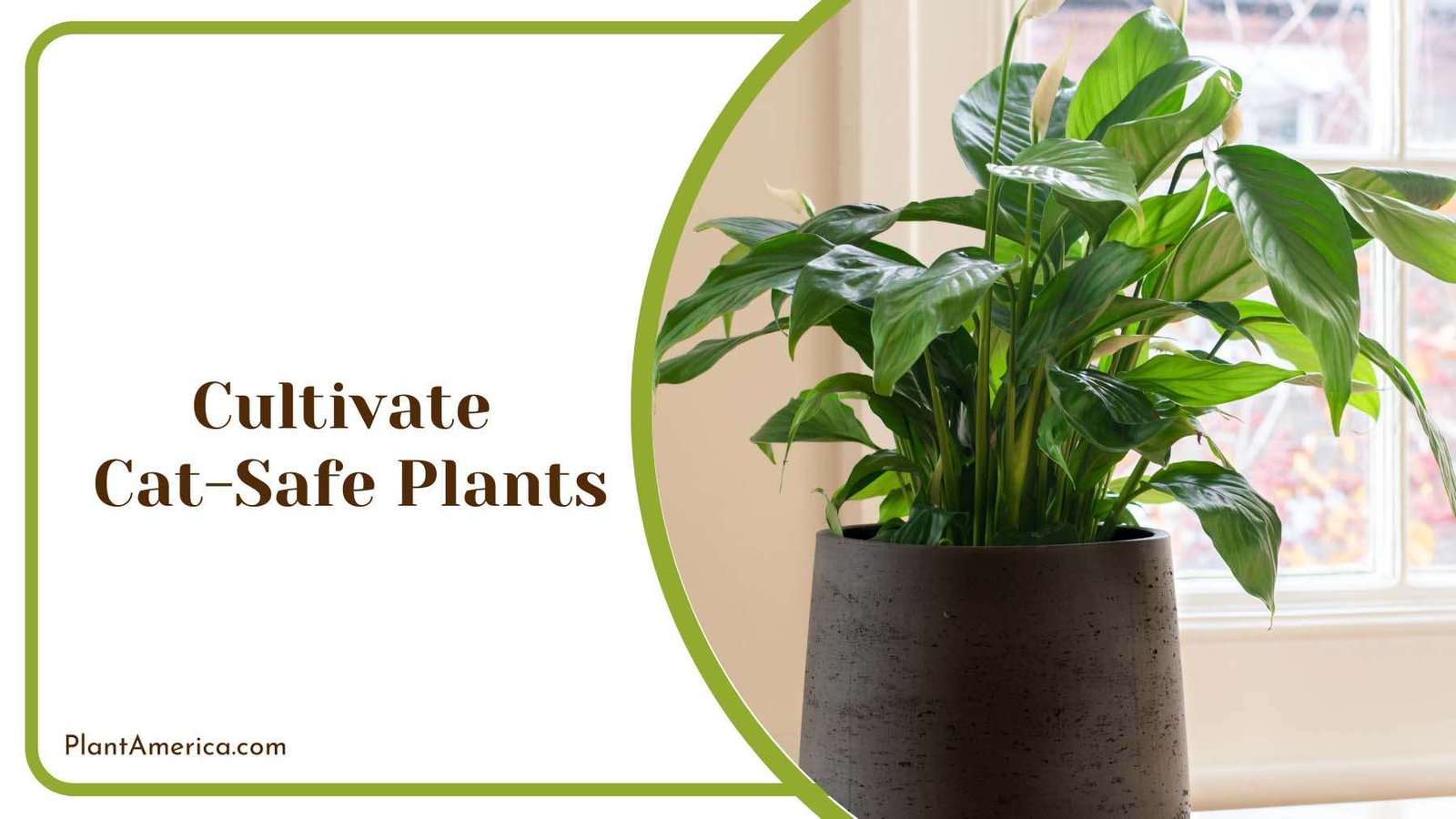 Cultivating Plants in Home Plant America
