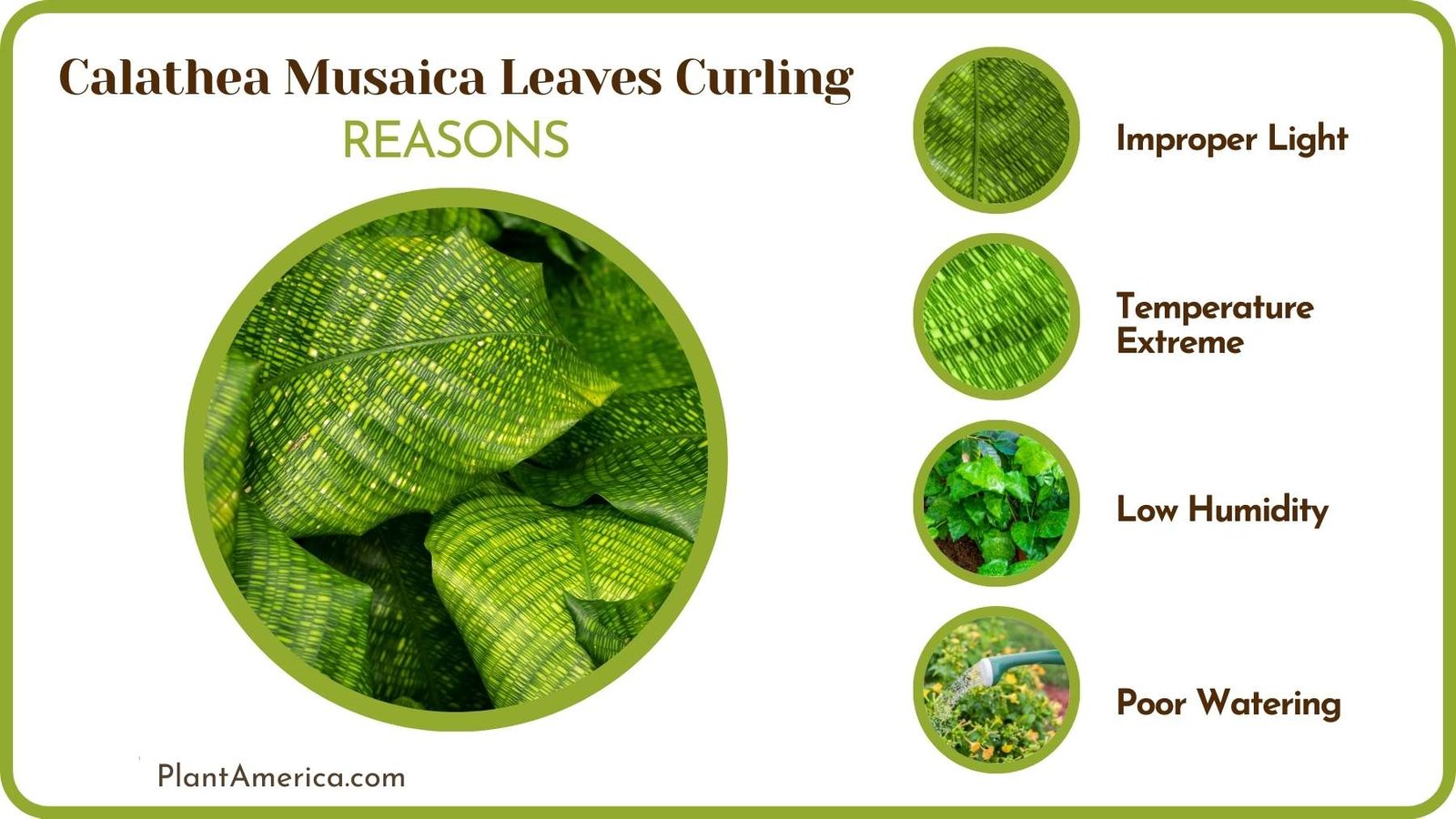 Curling Leaves of Calathea ~ Plant America Curling Leaves of Calathea ~ Plant America