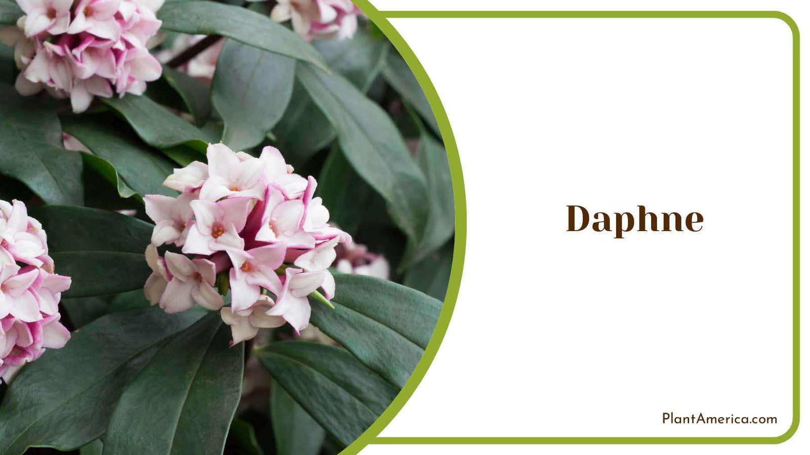Daphne With Small Star Like Flowers Plant America