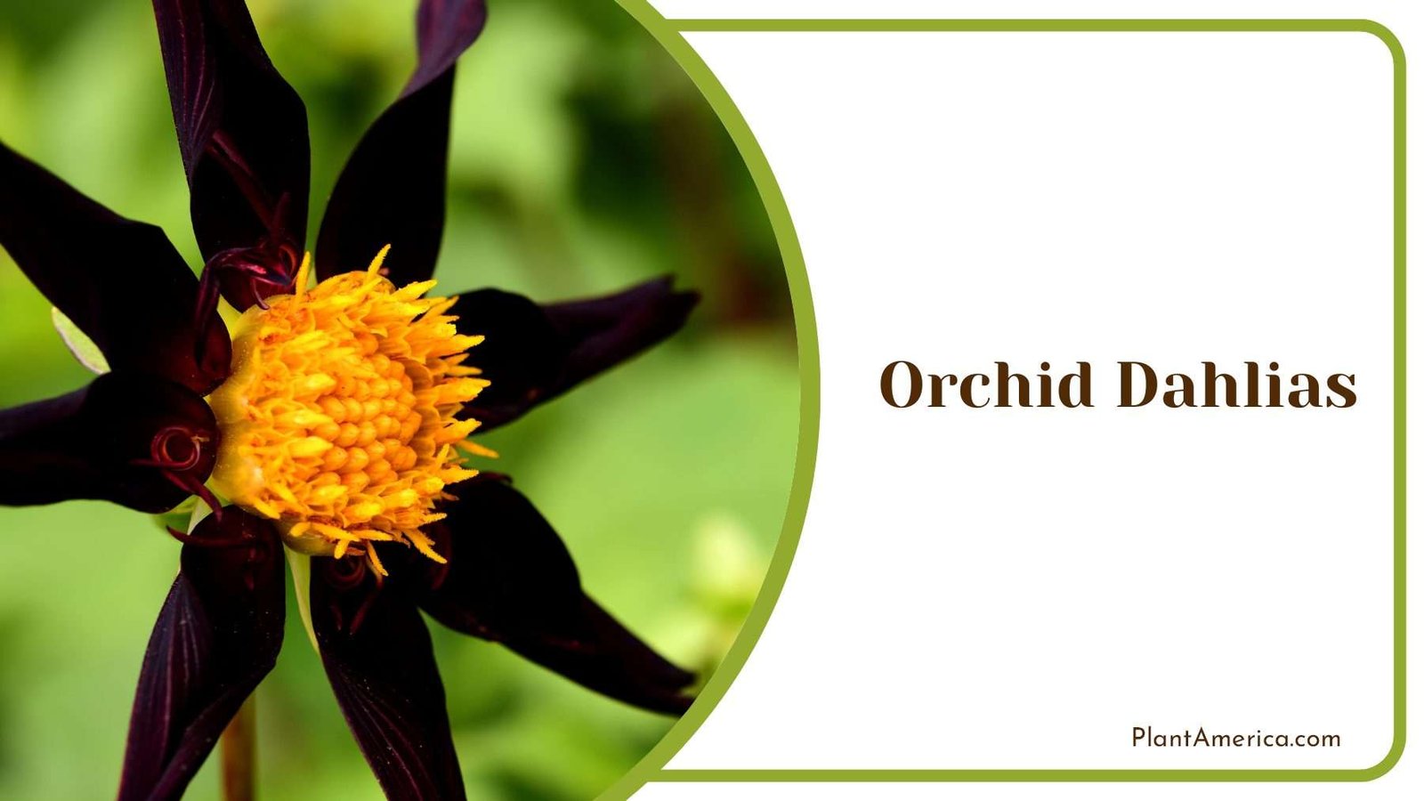 Dark Orchid Dahlias With Yellow Center PlantAmerica