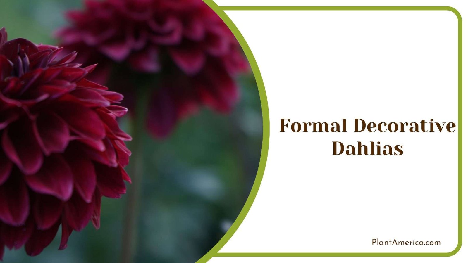 Dark Red Formal Decorative Dahlias PlantAmerica