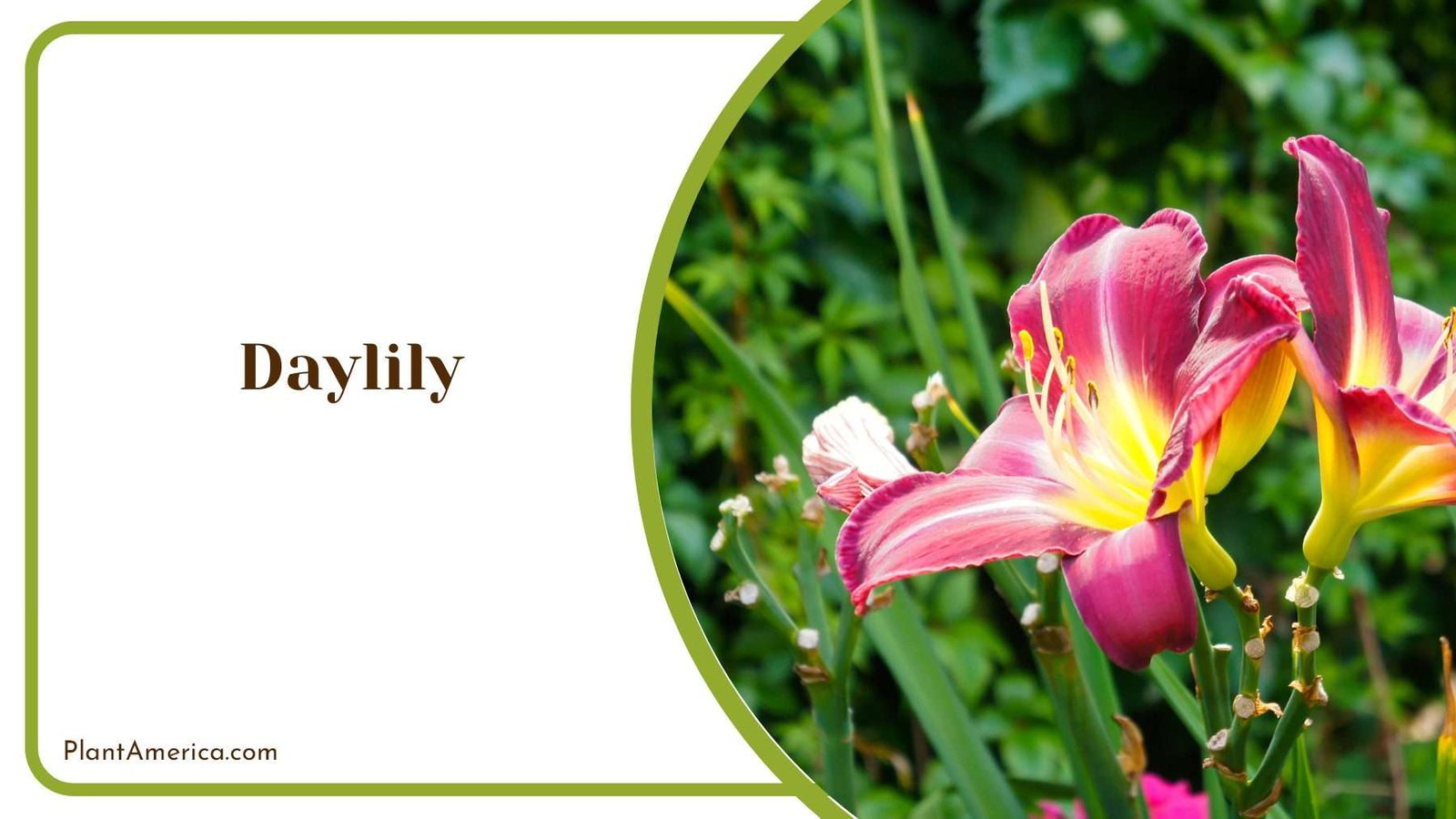 Daylily Garden Treasures PlantAmerica