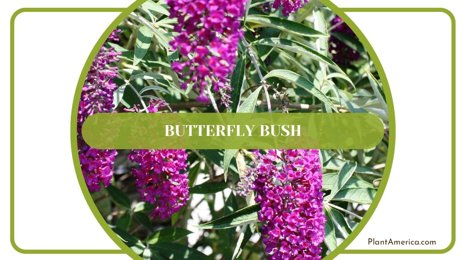 Deer Resistant Butterfly Bush Plant America