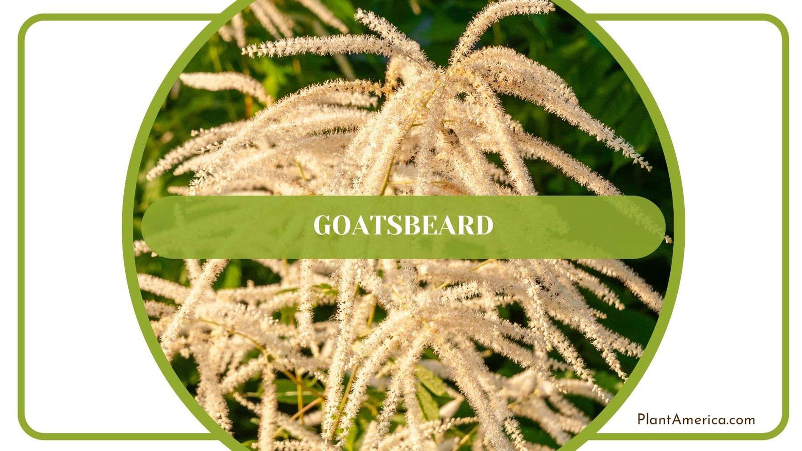 Deer Resistant Goatsbeard Plant America