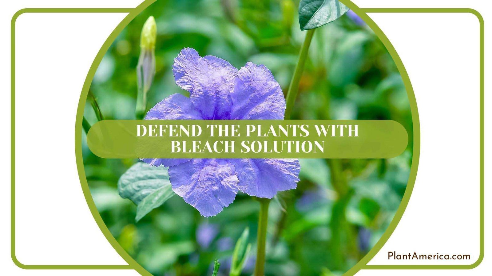 Defending Ruellia With Bleach Solution Plant America