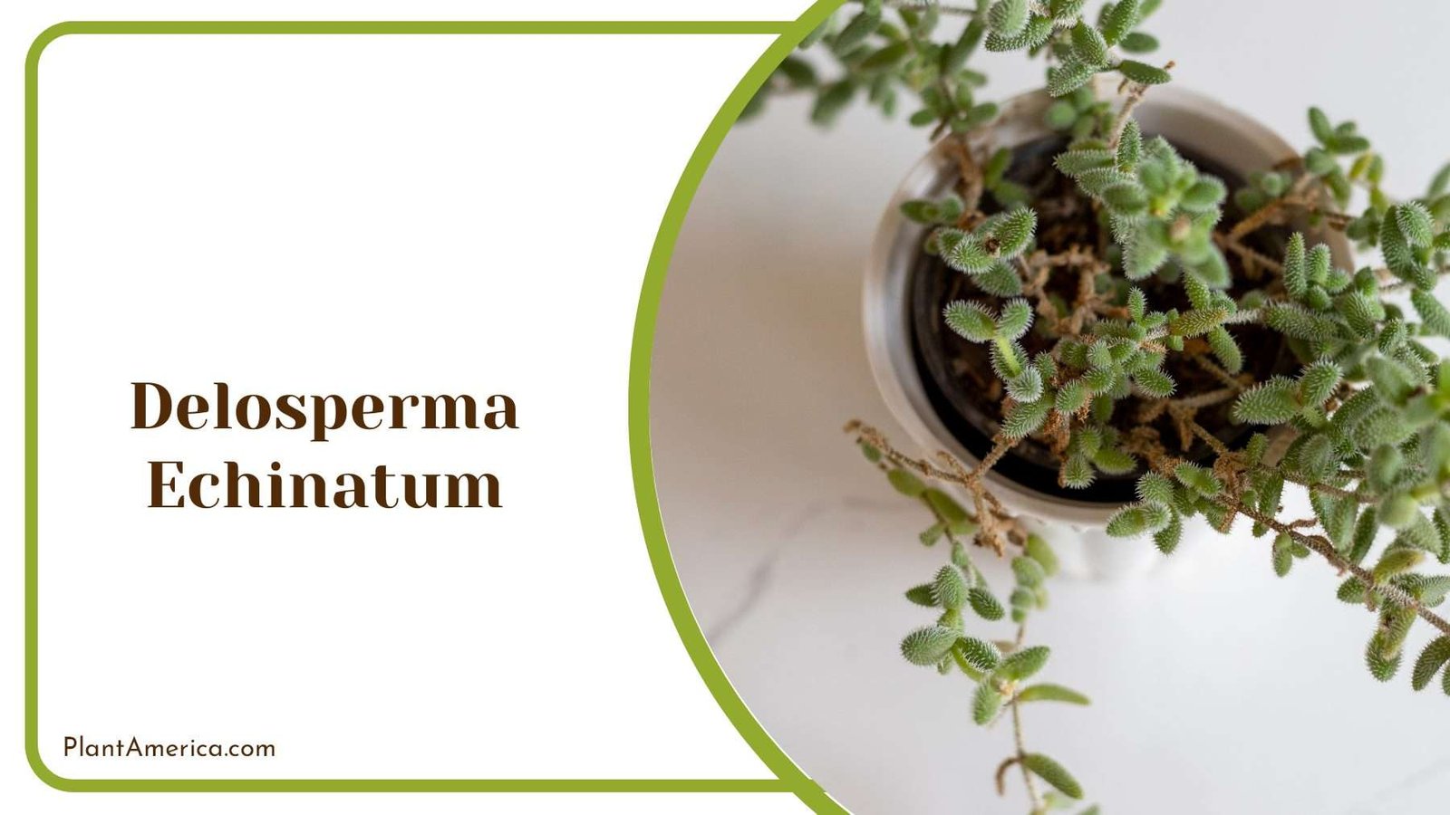 Delosperma Echinatum Green Leaves With Needles Plant America Delosperma Echinatum Green Leaves With Needles Plant America
