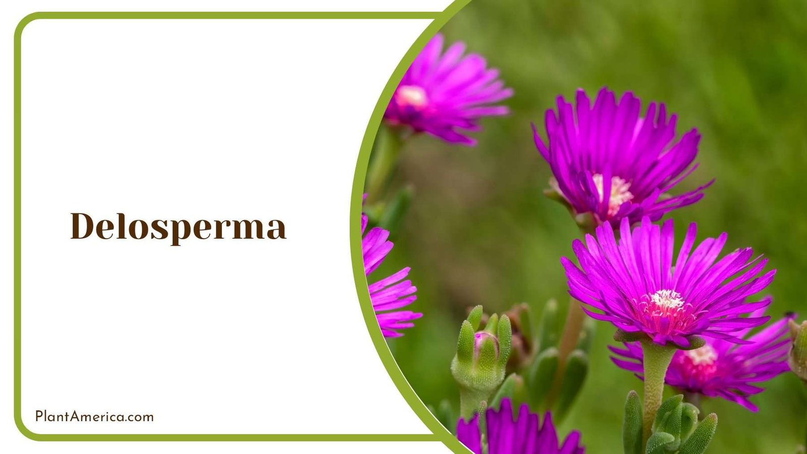 Delosperma Natural Beauty Plant America
