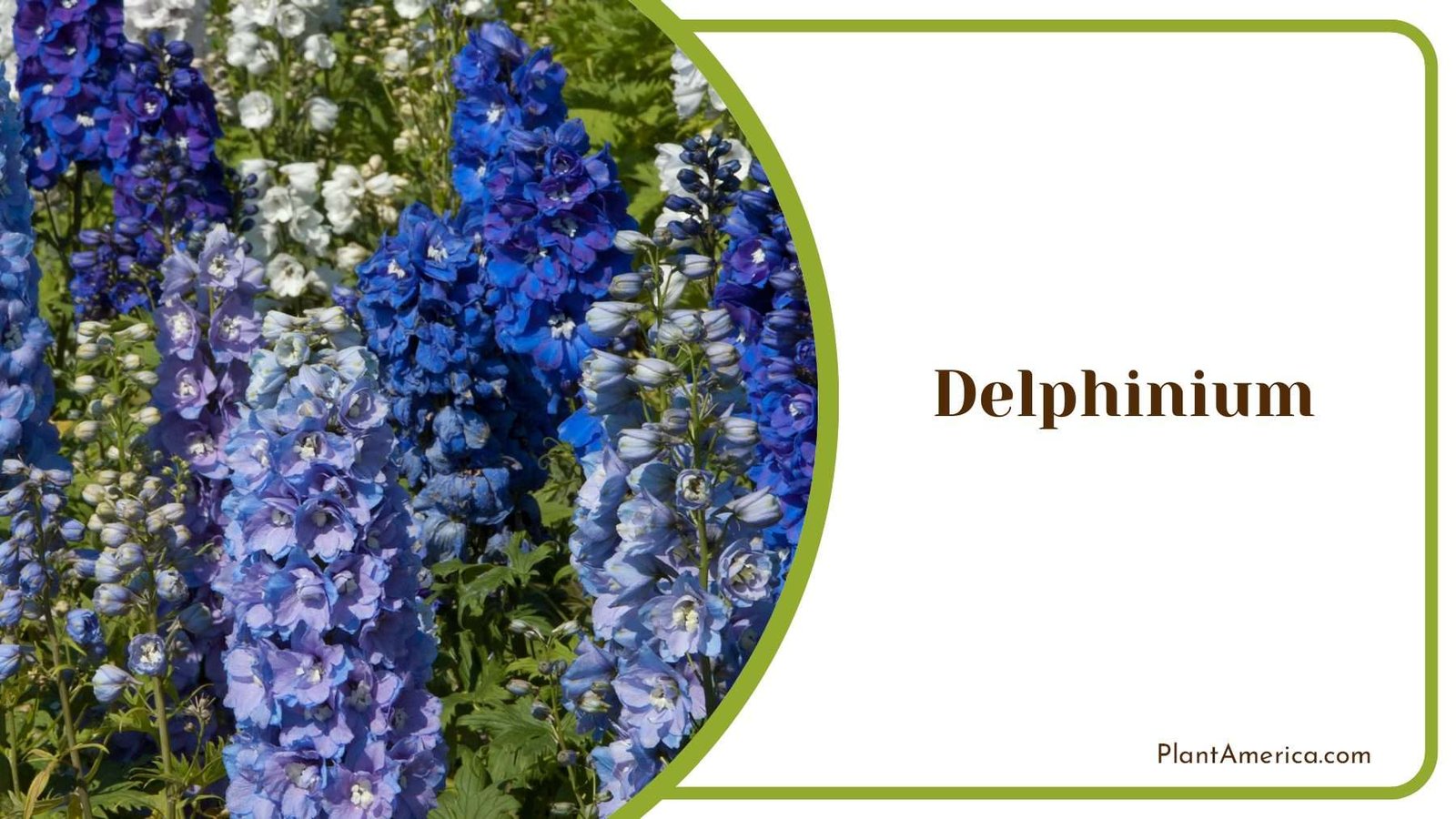 Delphinium Blue Tiny Flowers Plant America