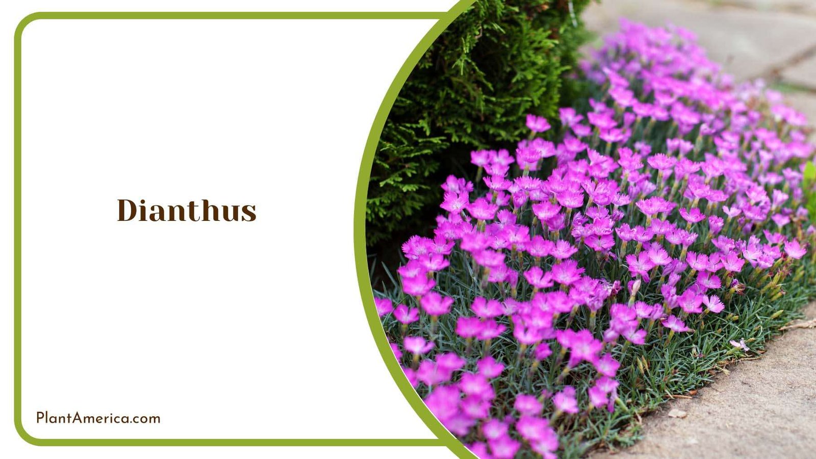 Dianthus Flower Ground Plant America
