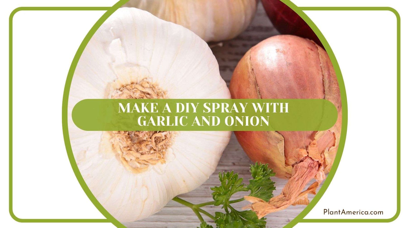 Diy Spray With Garlic and Onion PlantAmerica