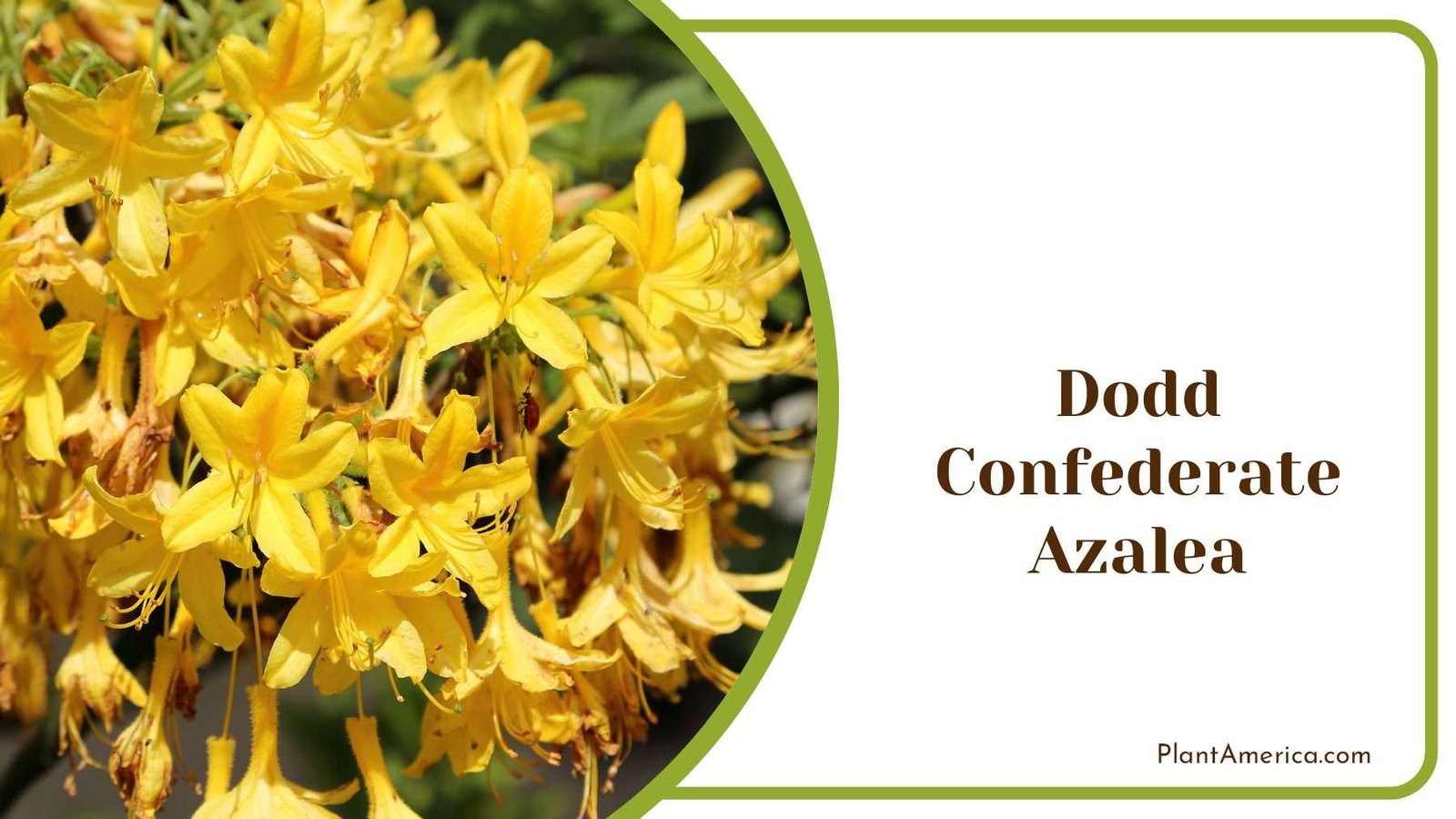 Dodd Confederate Azalea With Yellow Blooms Plant America
