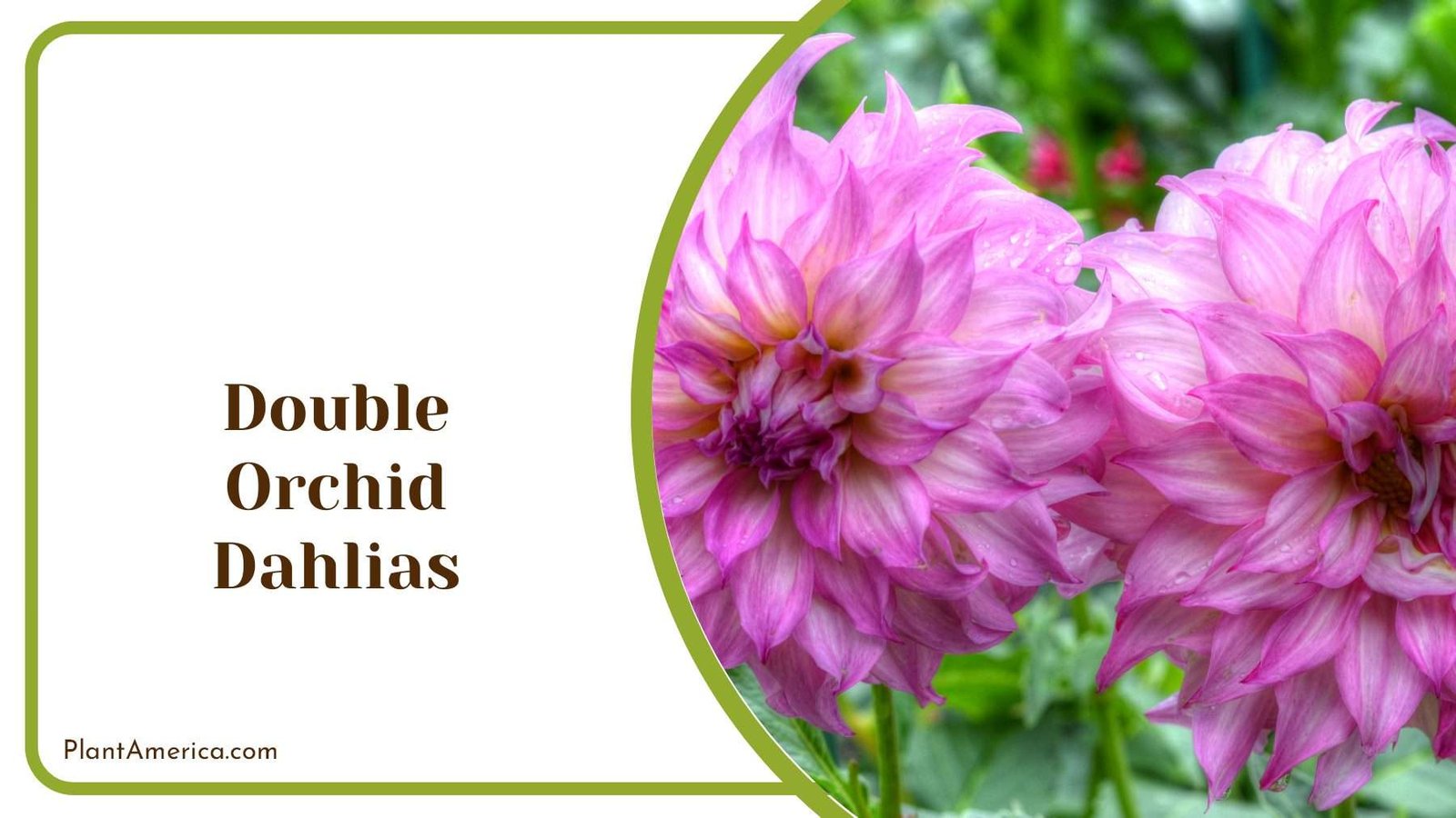 Double Orchid Dahlias Flower PlantAmerica