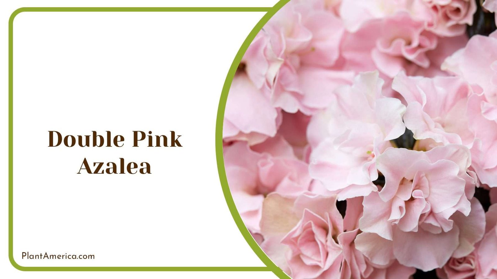 Double Pink Azalea With Large Clusters Plant America