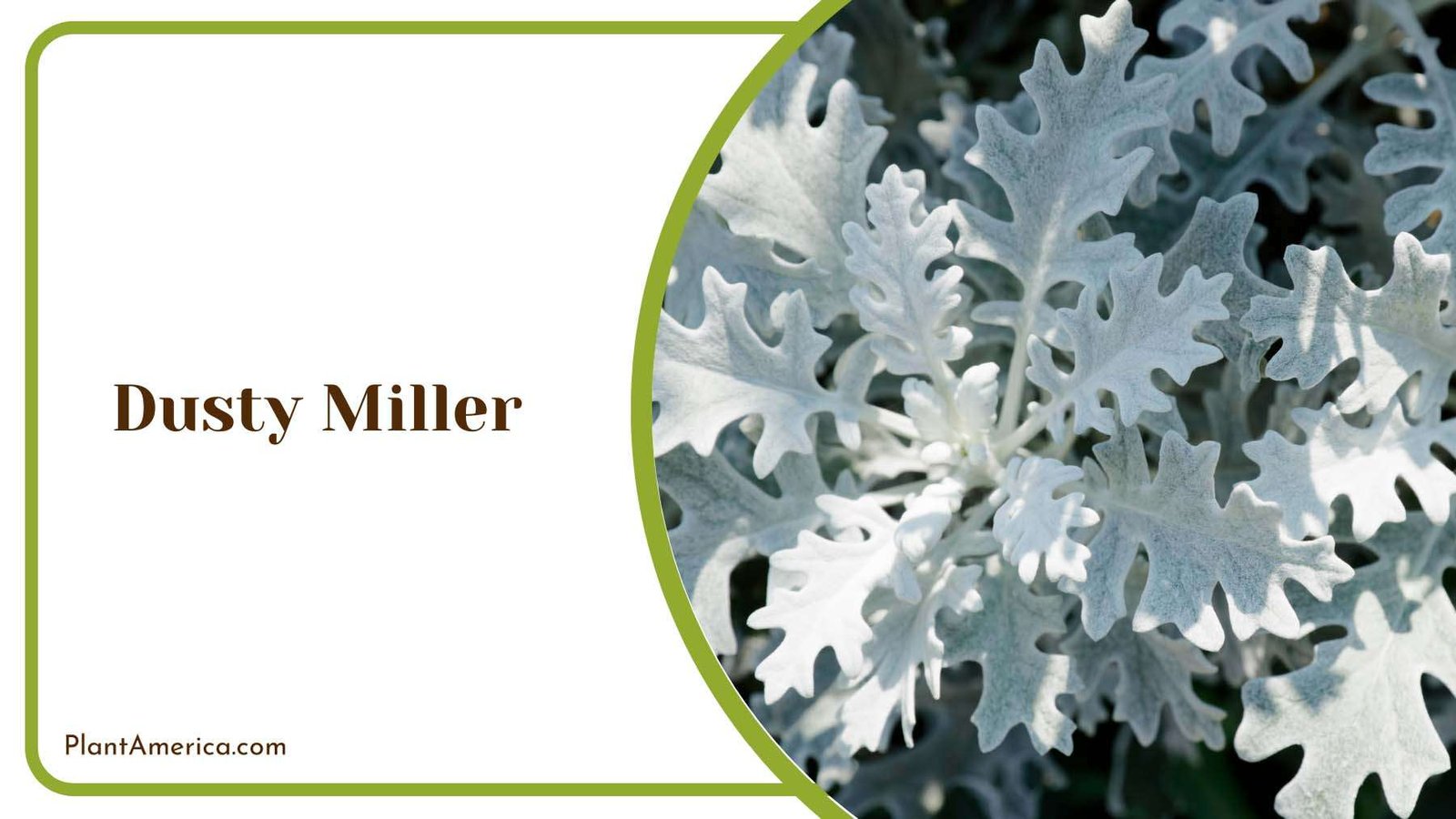 Dusty Miller Flowers Plant America