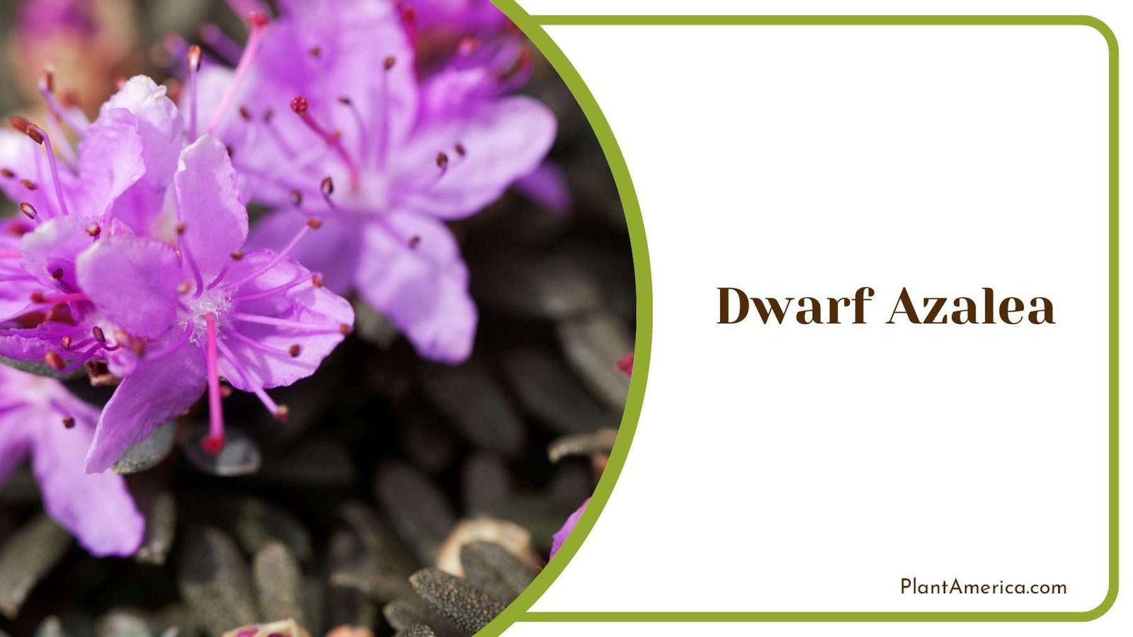 Dwarf Azalea Plants Plant America